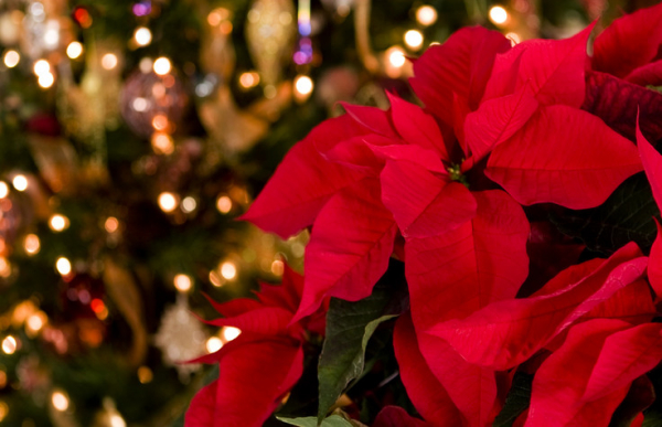 Are poinsettias, mistletoe, or holly plants dangerous?